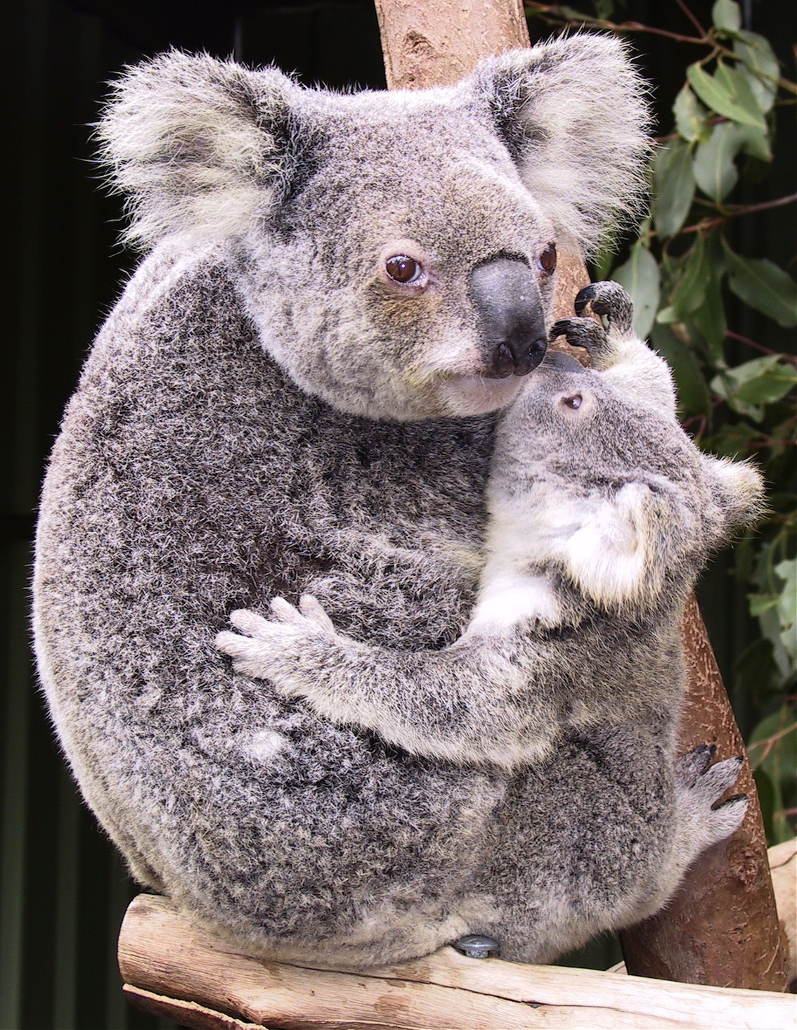 La respiration koala : une méthode naturelle pour resserrer les liens  affectifs et apaiser les enfants - Papa positive !